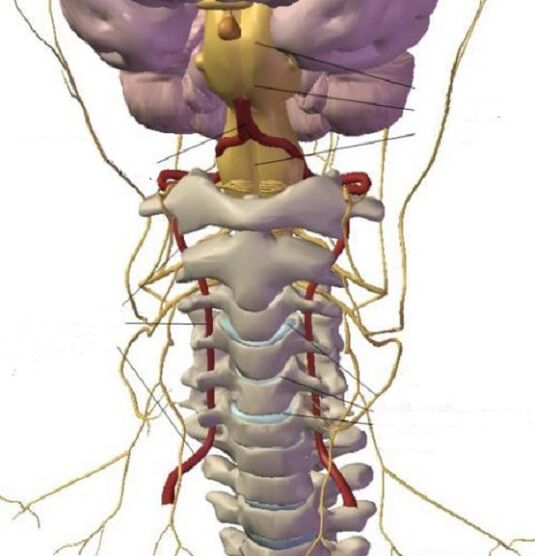 ساختار منطقه دهانه رحم